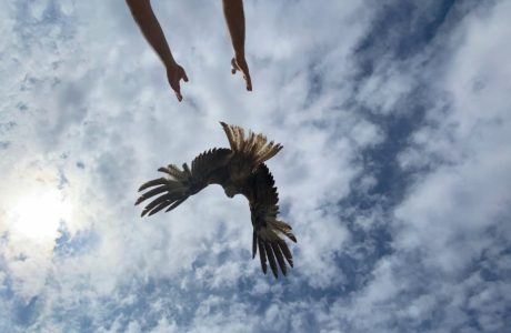 Centres de Recuperació de Fauna Silvestre Illes Balears 2025