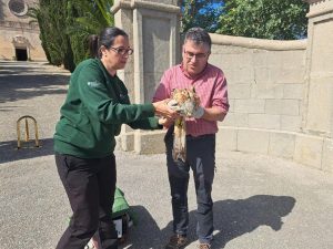 Alliberades dues milanes a Petra després de recuperar-se de ferides per trets