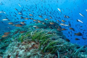 El Govern amplia la reserva marina dels Freus en més de 2.400 hectàrees a Formentera