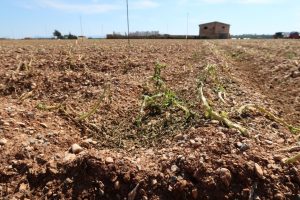 Les indemnitzacions per danys climàtics en el cultiu de patata superen els 600.000 euros