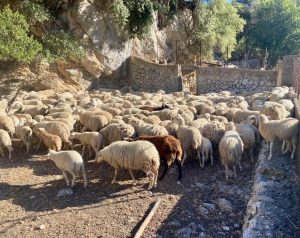 Un milió d’euros per a la digitalització i sostenibilitat de les explotacions ramaderes balears
