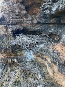 Les Illes Balears instal·len vuit nius artificials per afavorir la recuperació de l’àguila peixatera