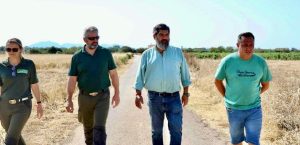 El Consell de Mallorca activa l’emergència cinegètica per caçar coloms i tudons diumenge