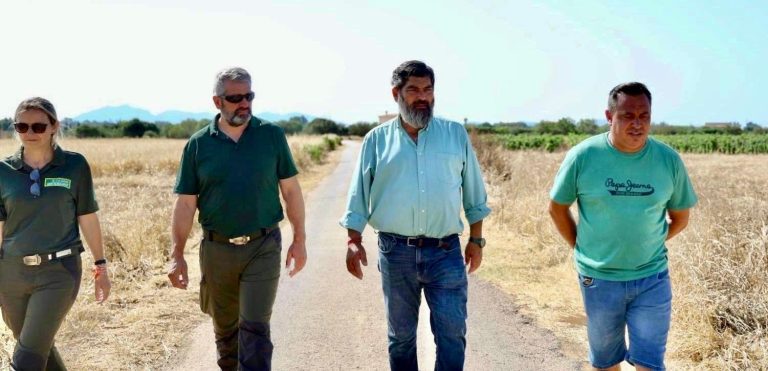 El Consell de Mallorca activa l’emergència cinegètica per caçar coloms i tudons diumenge