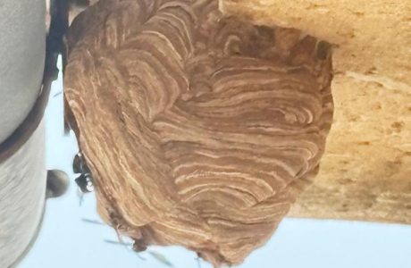 Tècnics ambientals retirant un niu de vespa invasora a Mallorca
