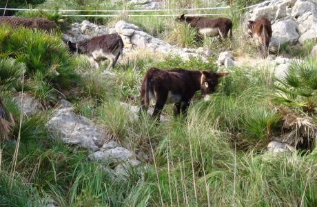 Someres de raça mallorquina pasturant en un espai natural per controlar la vegetació
