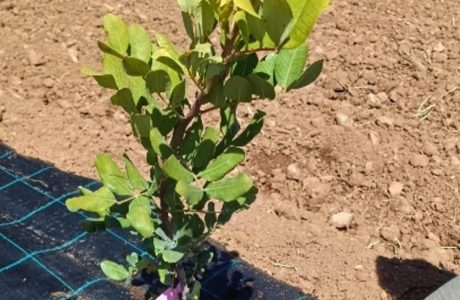 Exemplars de garrover en un camp de conreu de les Illes Balears