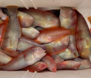 La temporada de pesca del raor comença l’1 de setembre amb un límit de 50 captures per persona i dia