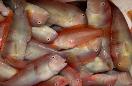 Exemplar de raor pescat a les áigües de les Illes Balears