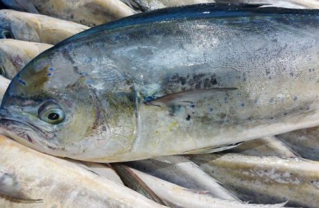 Embarcació de pesca artesanal al mar