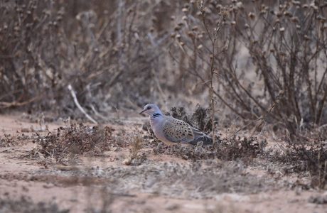 Exemplar de tórtora salvatge a la natura