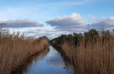 Imatge del Parc Natural de s'Albufera de Mallorca