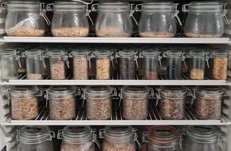 Llavors de varietats agrícoles tradicionals de les Illes Balears