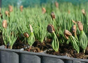 El Govern conrearà més de 180.000 plantes autòctones de 90 espècies durant la campanya 2026-2027