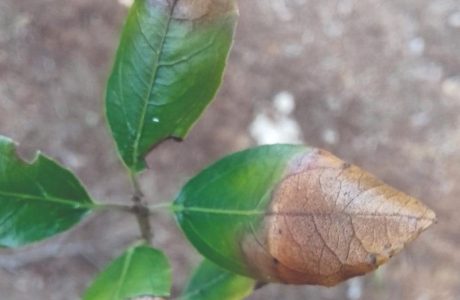Branca d'aladern afectada per la malaltia de la Xylella fastidiosa