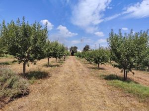 L’IRFAP sumarà tres noves varietats d’ametller als assaigs de Mallorca per combatre la manca d’aigua
