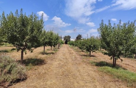 Camp d'assaig d'ametllers a Mallorca